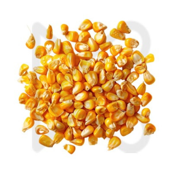 Maize 