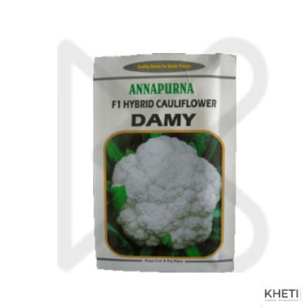 Cauliflower_DAMY