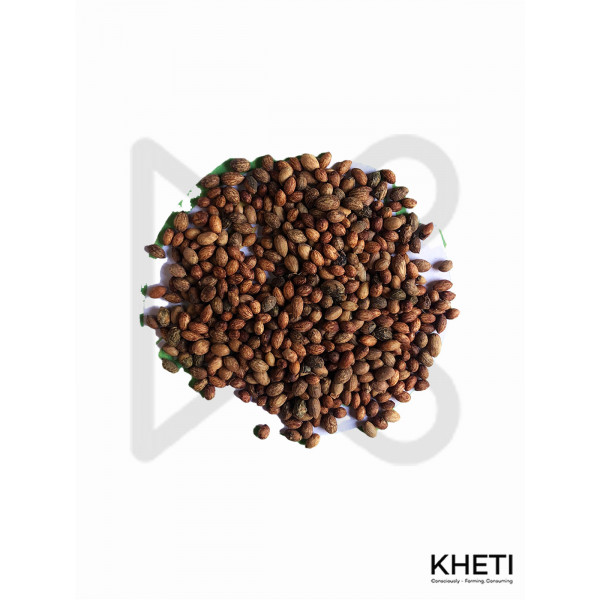 Olive seed (जैतुन)