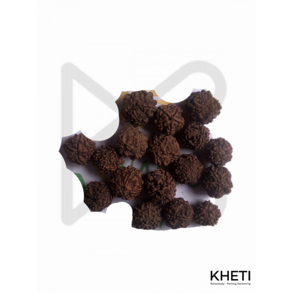 Rudraksha seed (रुद्राक्ष)