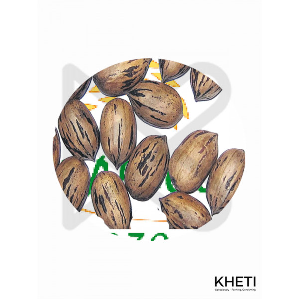 Pecan Nut  seed  