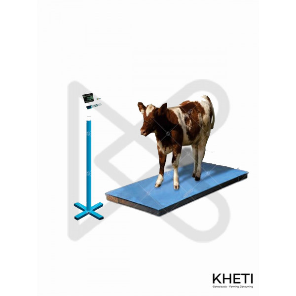 Weighing Scale Balance Bigger Animals