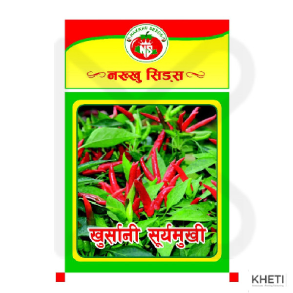 Chilli Seed (Suryamukhi)