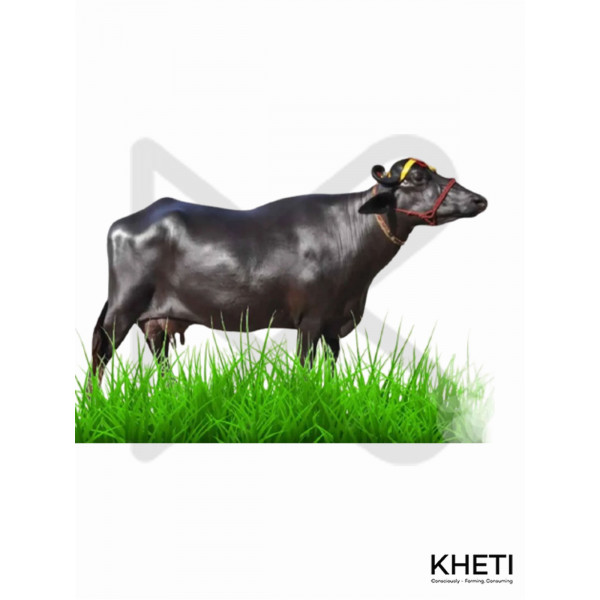 Buffalo 