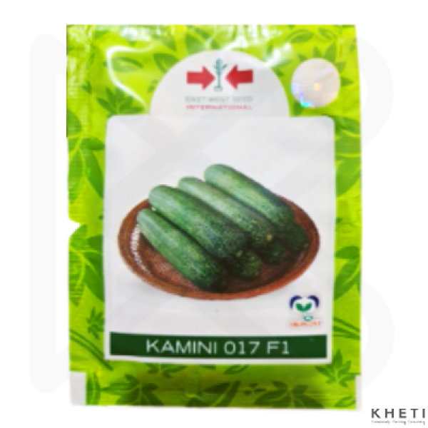 Cucumber (Kamini) 