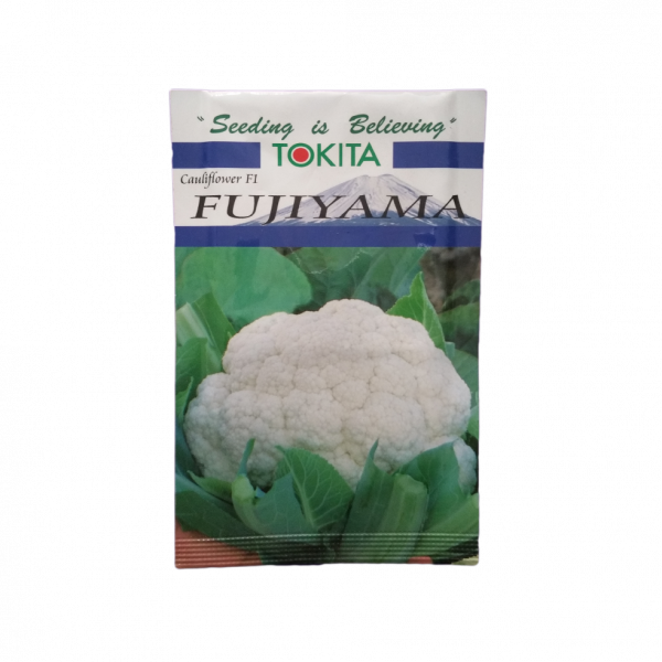 Cauliflower_Fujiyama (Fulkopi Ko Biu)