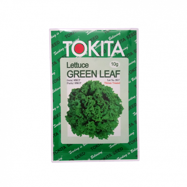 Lettuce Green Leaf 