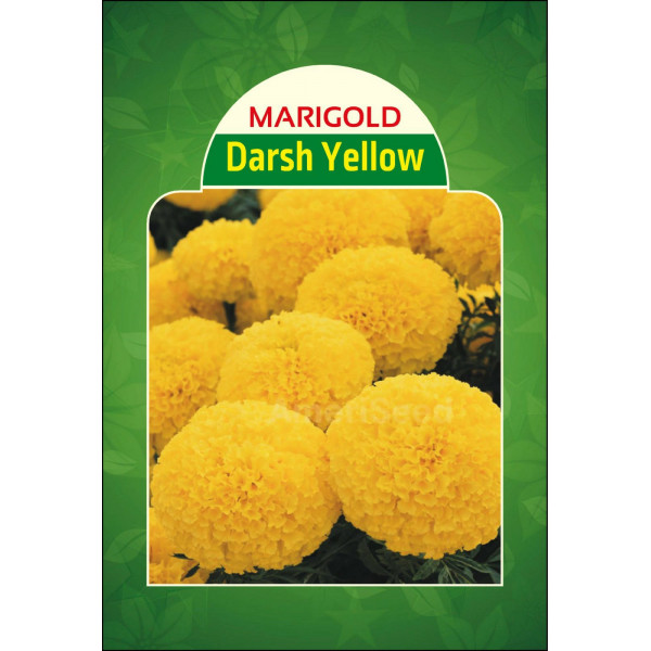 Marigold Darsh Yellow 