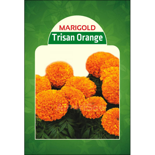 Marigold Trisan Orange 